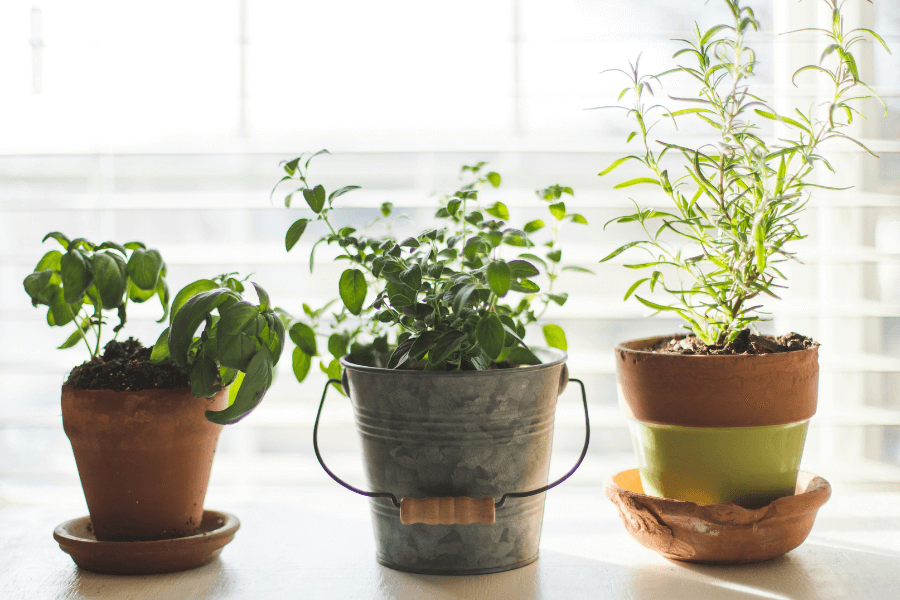 Les plantes pour un potager en appartement Sovia Constructions